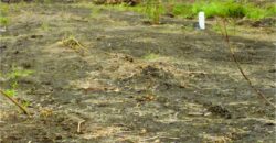 Estate Land, Full plot